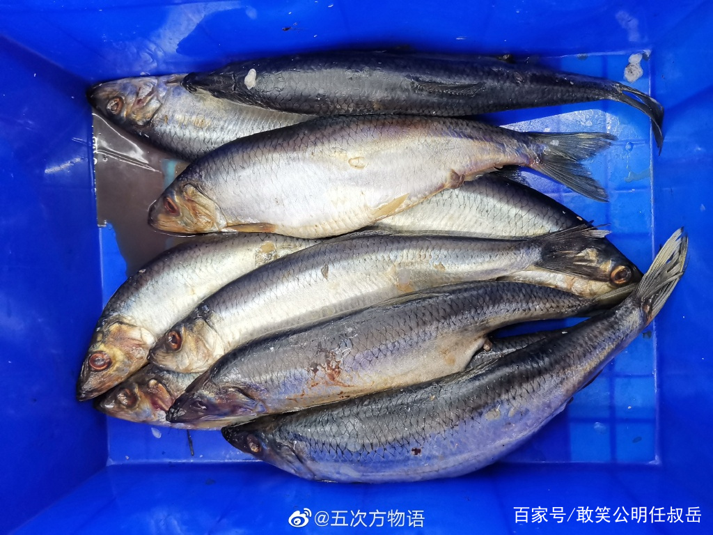 海裡也有青魚 此青魚非彼青魚 山東沿海說的青魚其實是太平洋鲱 天天看點