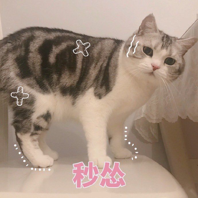 表情包：猫猫怂怂