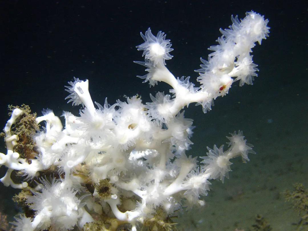 珊瑚是生物吗？珊瑚到底是动物还是植物-第19张图片