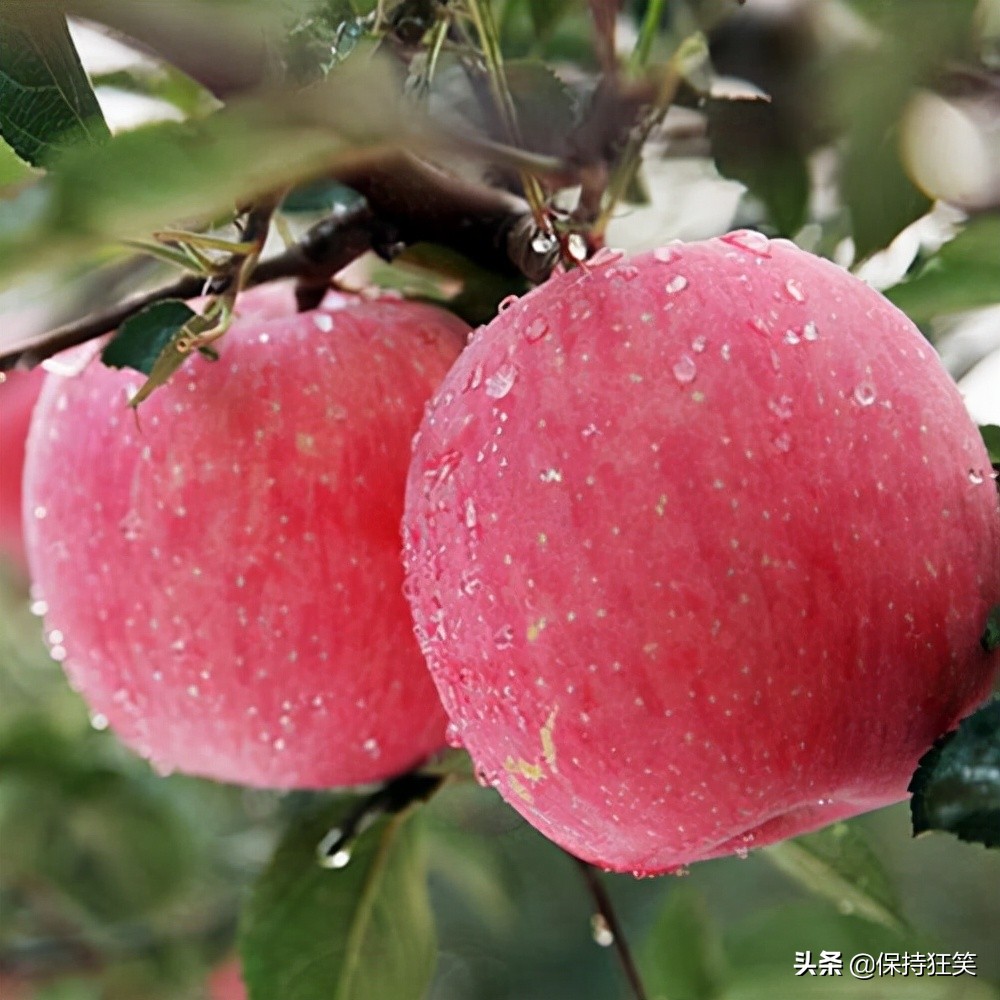 山东特产有哪些（山东十大特产排行榜分享）