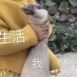 表情包：生活和我