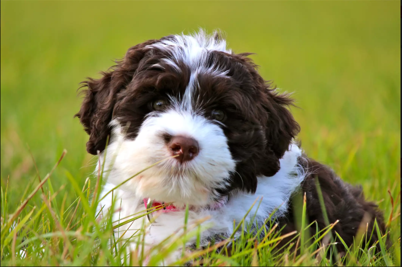 奥巴马在位时养的狗狗，号称白宫第一犬，葡萄牙水犬到底什么来头