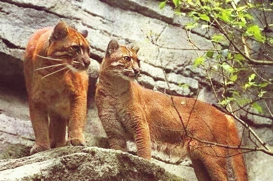 "三虎一彪",彪真能杀死老虎吗?神秘自然