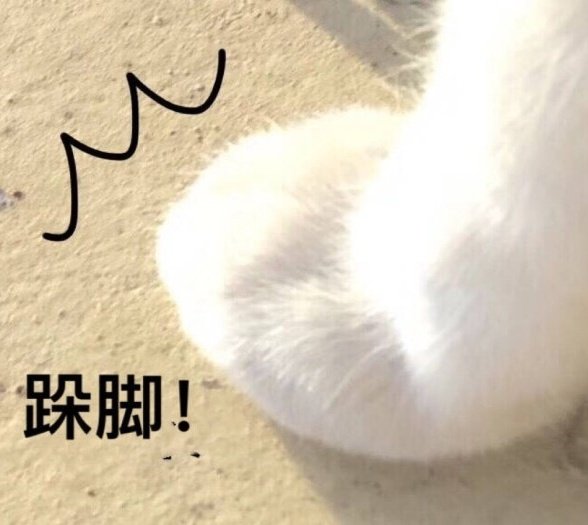 猫咪表情包合集我小猫咪的心好痛