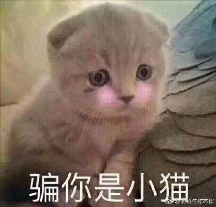 猫咪表情包：骗你是小猫