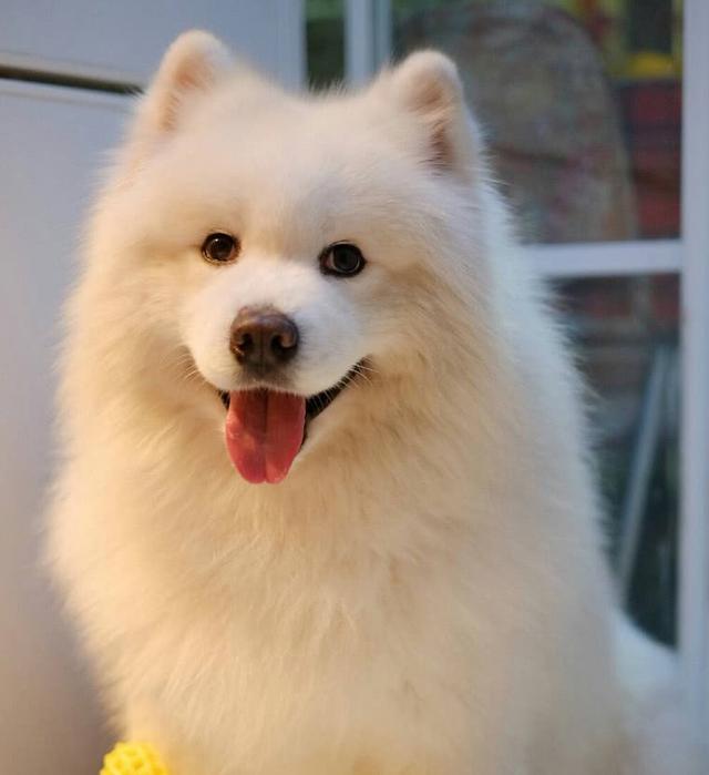 萨姆耶狗价格 图片(萨摩耶) - 首都新闻网