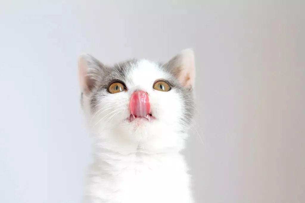 常见的猫咪皮肤病有哪些？如何治疗和预防猫癣和猫咪黑下巴？