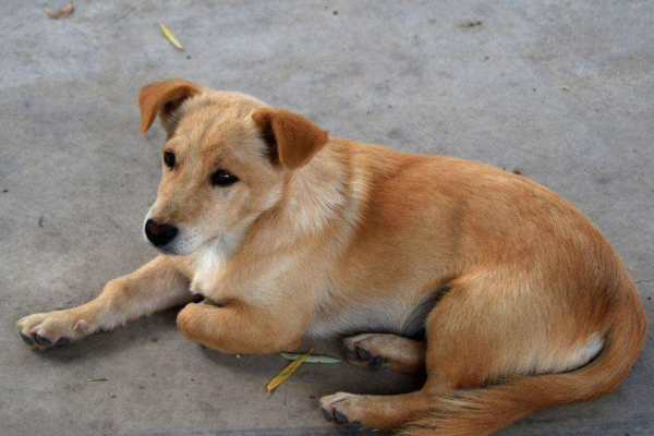 串串狗不是土狗，这两种犬的区别还很大！