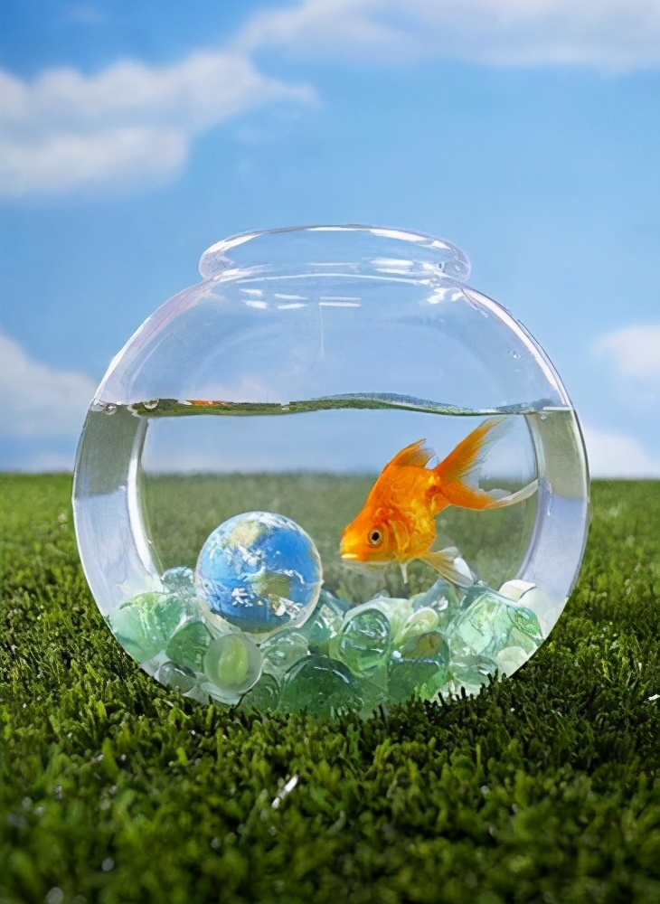 如何在春季正确养好金鱼呢？