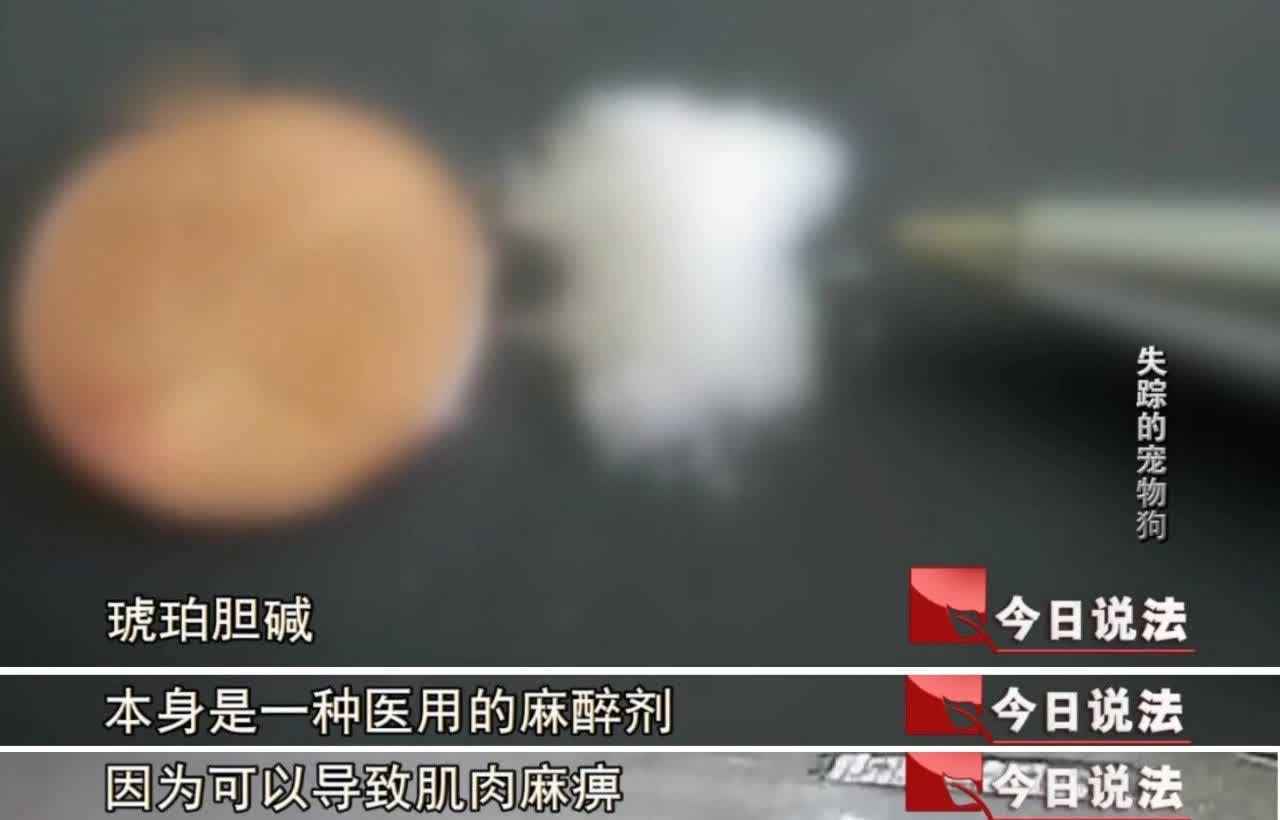 毒杀、贩卖、食用！宠物狗失踪的背后，有什么令人心悸的产业链？