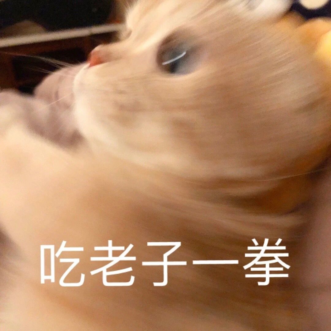 猫咪表情包​  生气专用表情包