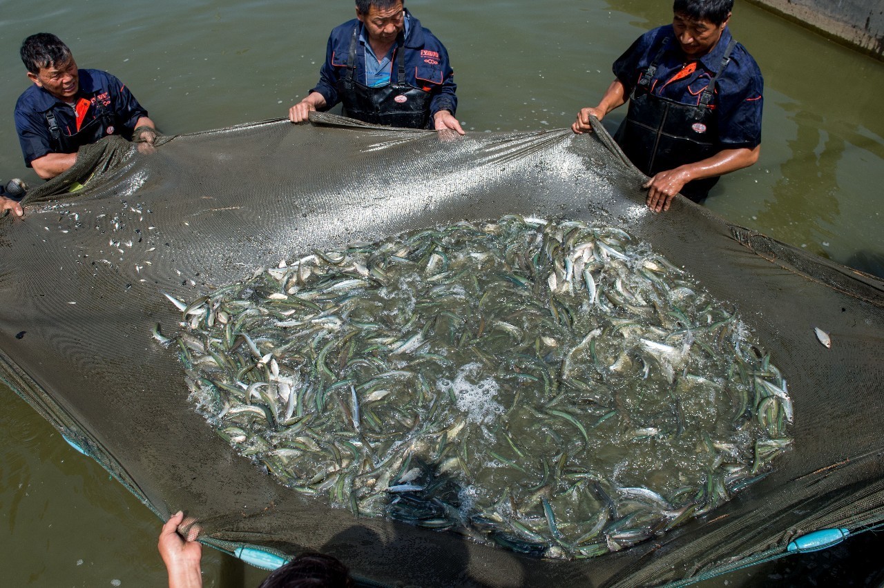 1000元一斤的鱼，您吃过吗？
