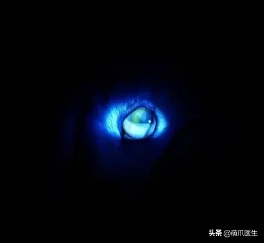 猫咪眼部分泌物不容忽视！预防眼部疾病，清洁和健康饮食很重要