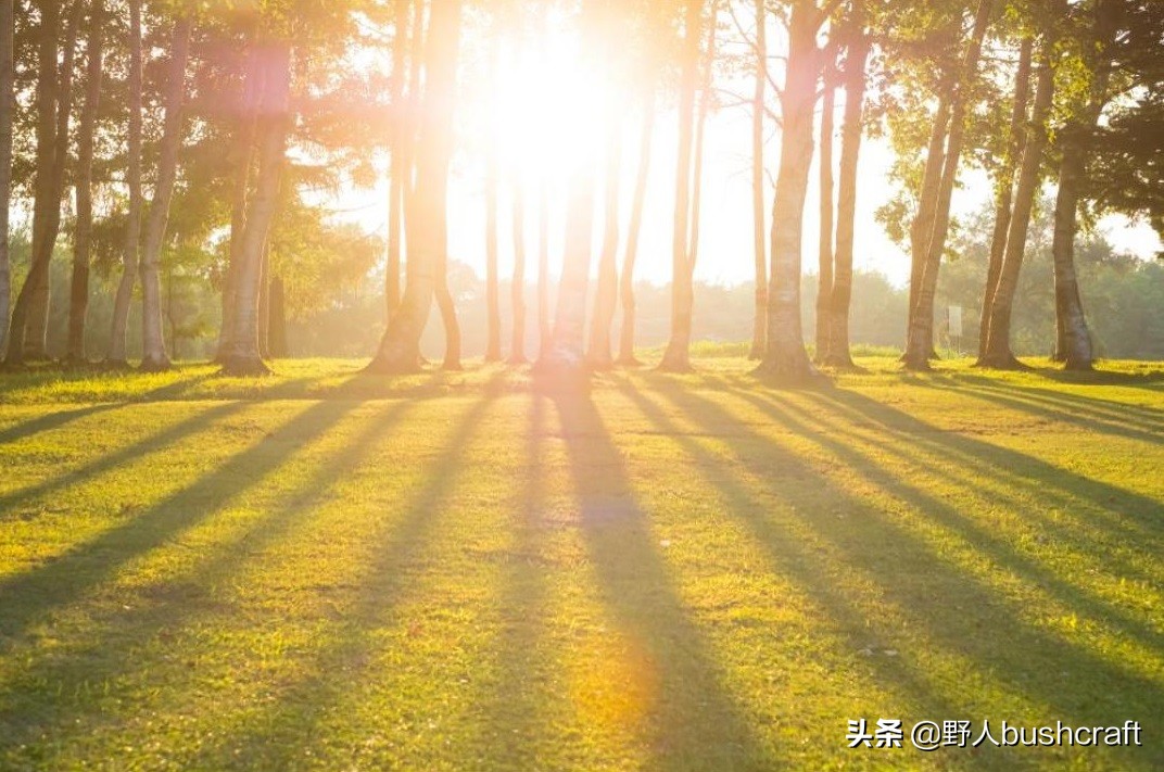 手表 太阳 植物 甚至动物这些东西都可以变成指南针