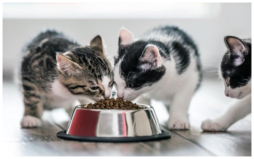 猫粮推荐什么牌子比较好？