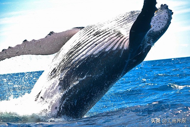 为什么是一鲸落，万物生？带你看世界上十种体型最大的鲸鱼