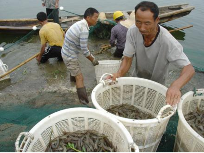 对虾养殖为啥亏本？疾病预防是核心！超详细解析对虾的各种疾病