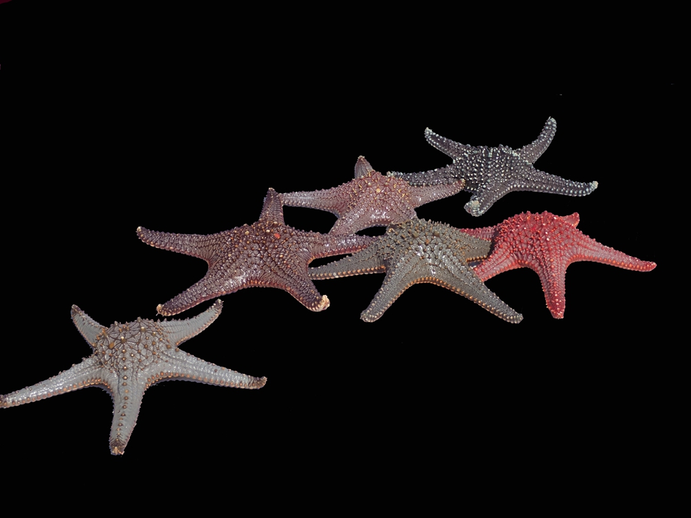 海星可以吃吗(海星的营养价值和功效)-文化号