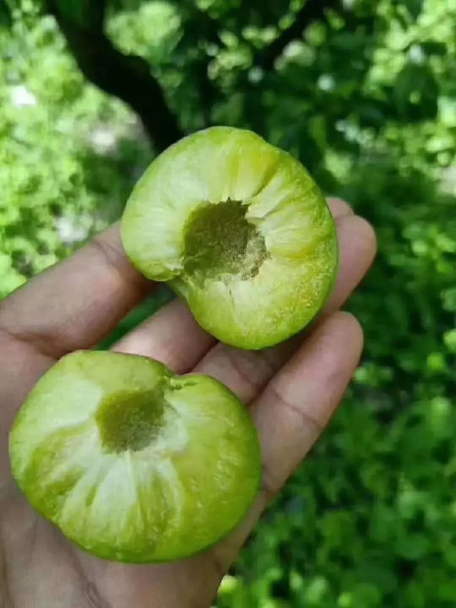 夏日炎炎，有“李”超甜！汶川青脆李陆续上市，等你来摘