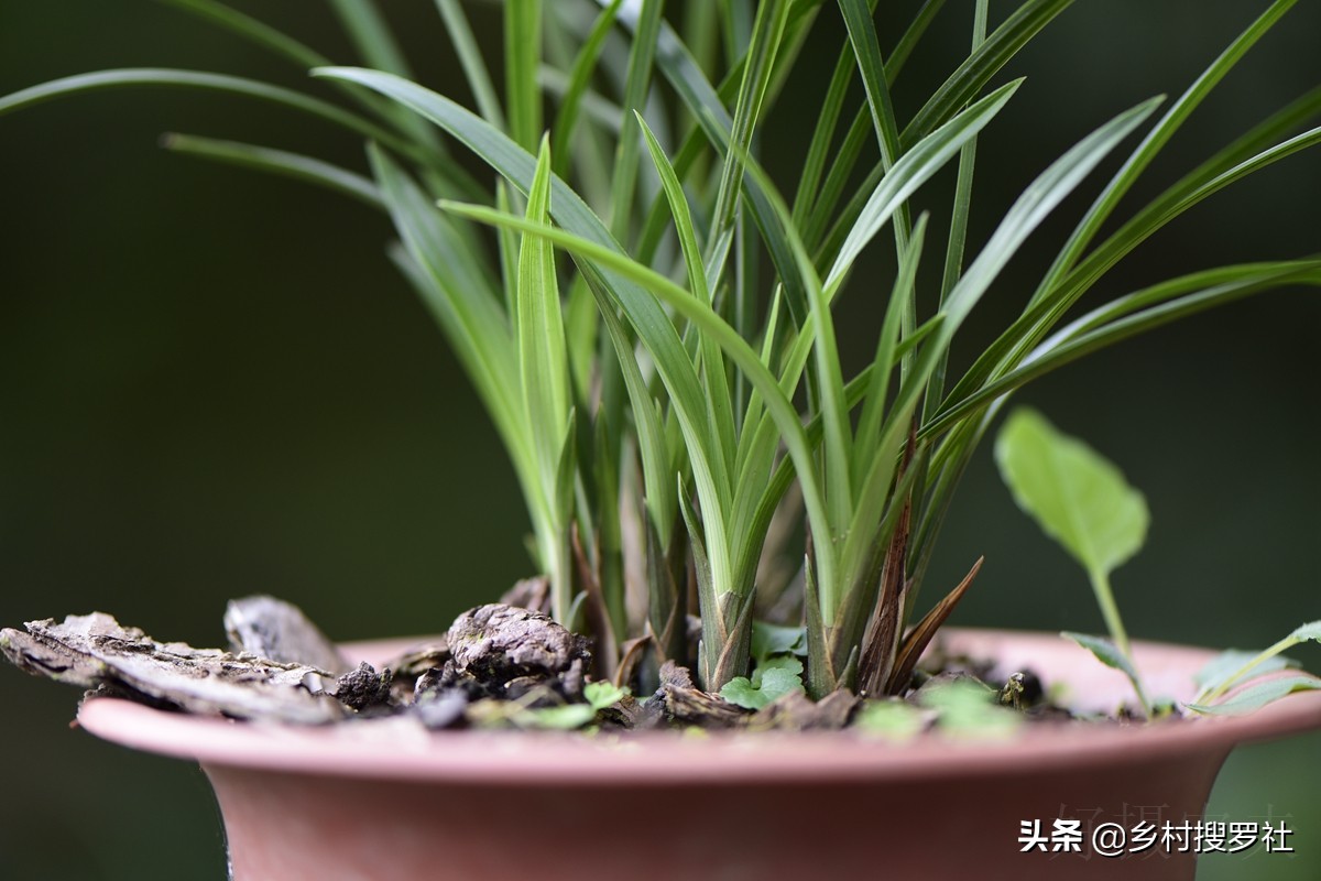 剛栽的蘭花怎麼澆水?3種水不要澆,成活率就可以翻倍