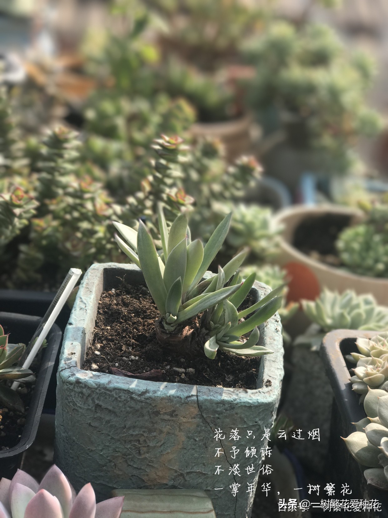 跌落神坛的20种多肉，当年贵到下不了手，现在终于可以随便买了
