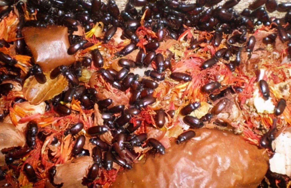 九头虫:我们知道它是妖怪,其实不是,它叫九龙虫,是一种好药