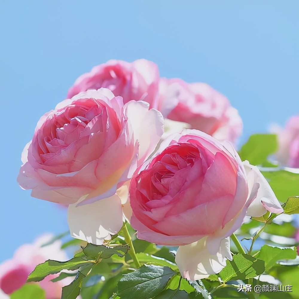 《飞花令·带花的诗句》酒醒只在花前坐，酒醉还来花下眠