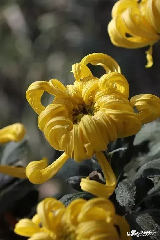万花凋谢，秋菊傲霜（太美了！）