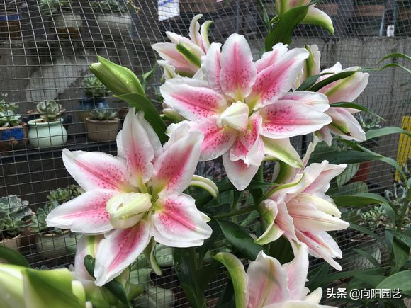 百合养护攻略，花期长达30天，简单4步教会你，春节正赶开花