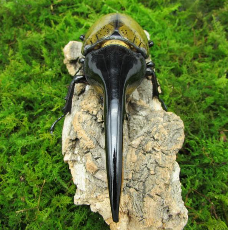 又是外来物种,5只活体长戟大兜虫在厦门被查,该甲虫危害多大?