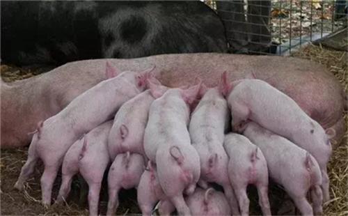 母猪进产房49天的管理方案，真的很有用，成活率高达95%