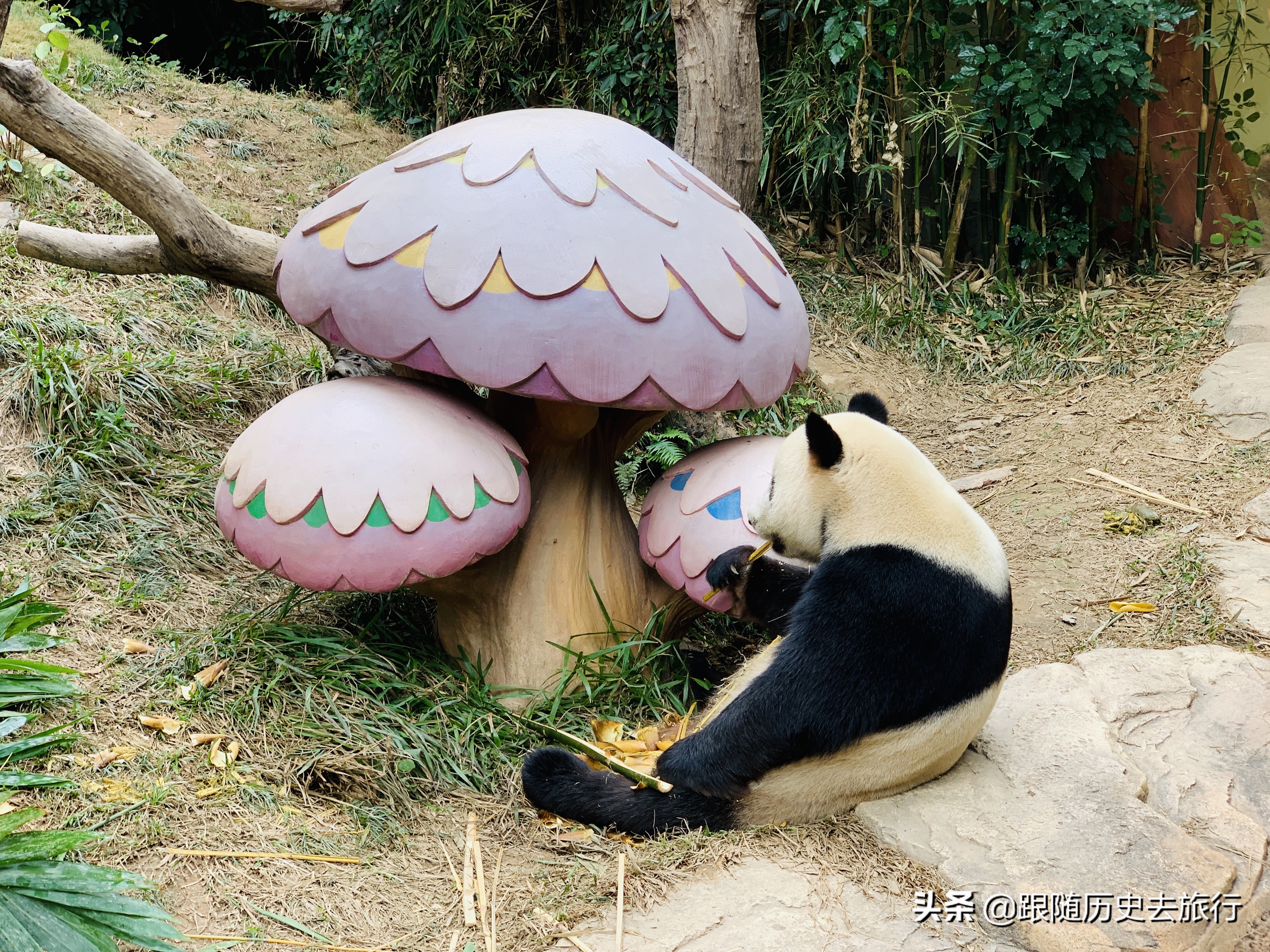 350元的广州长隆动物园咋样？大熊猫考拉都有！春天一起来打卡
