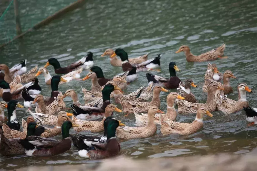 鲜！香！辣！有嚼劲~到湖南必吃的美食“常德一绝”网红酱板鸭！