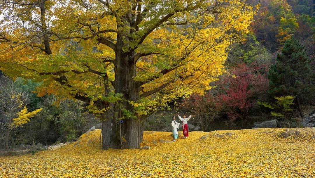 洛阳白云山金秋银杏节10月13日至17日惊艳亮相！免门票入园