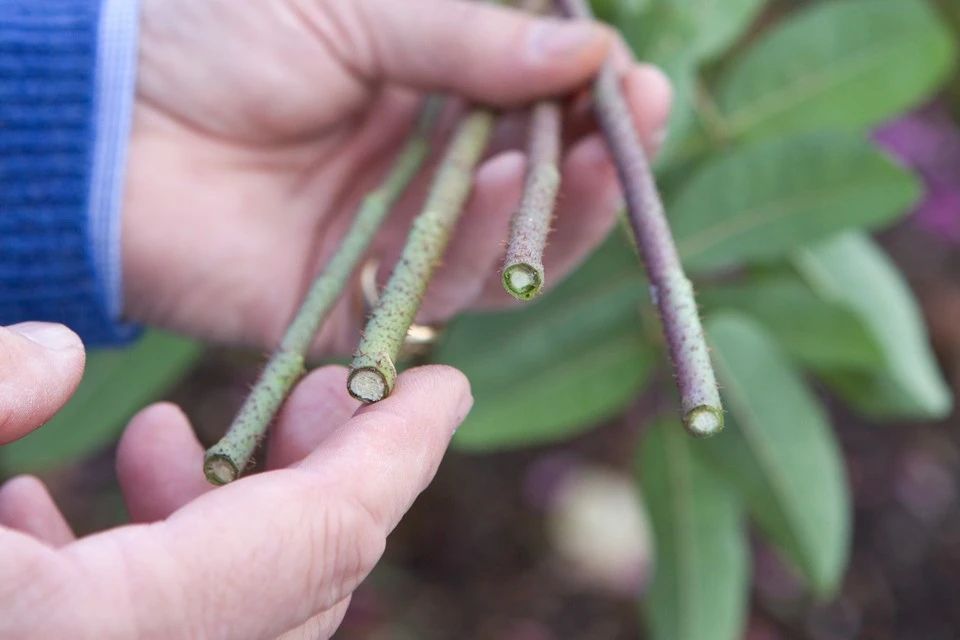 生根粉的危害（养花时杀菌剂和生根粉不能乱用）