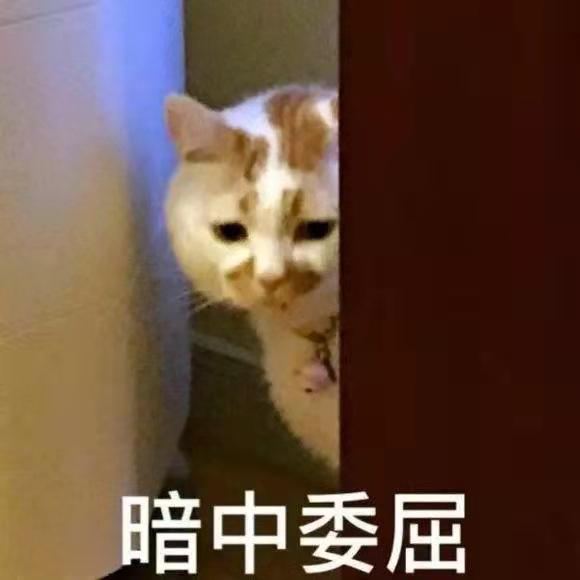 猫的身体这么软，真的有“九条命”？