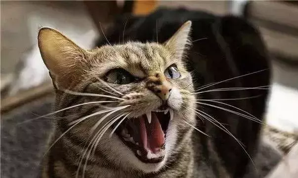 梦到猫,应该如何解梦?