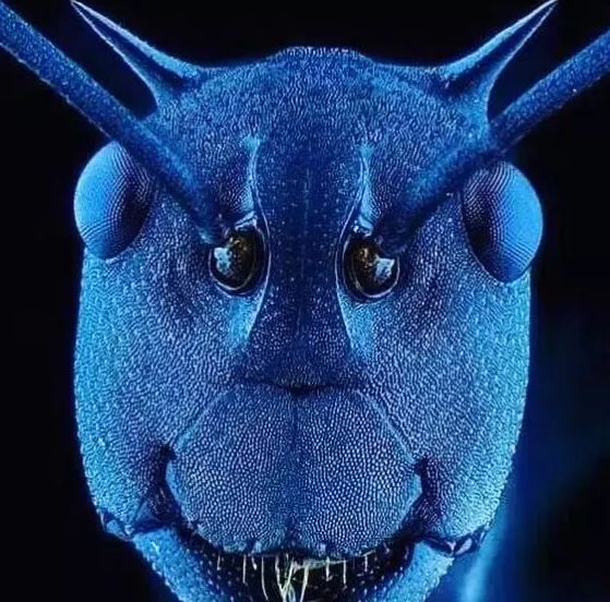 蝴蝶翼11.斑马鱼幼虫10.牙齿放大到原子水平后的样子9.圆珠笔的