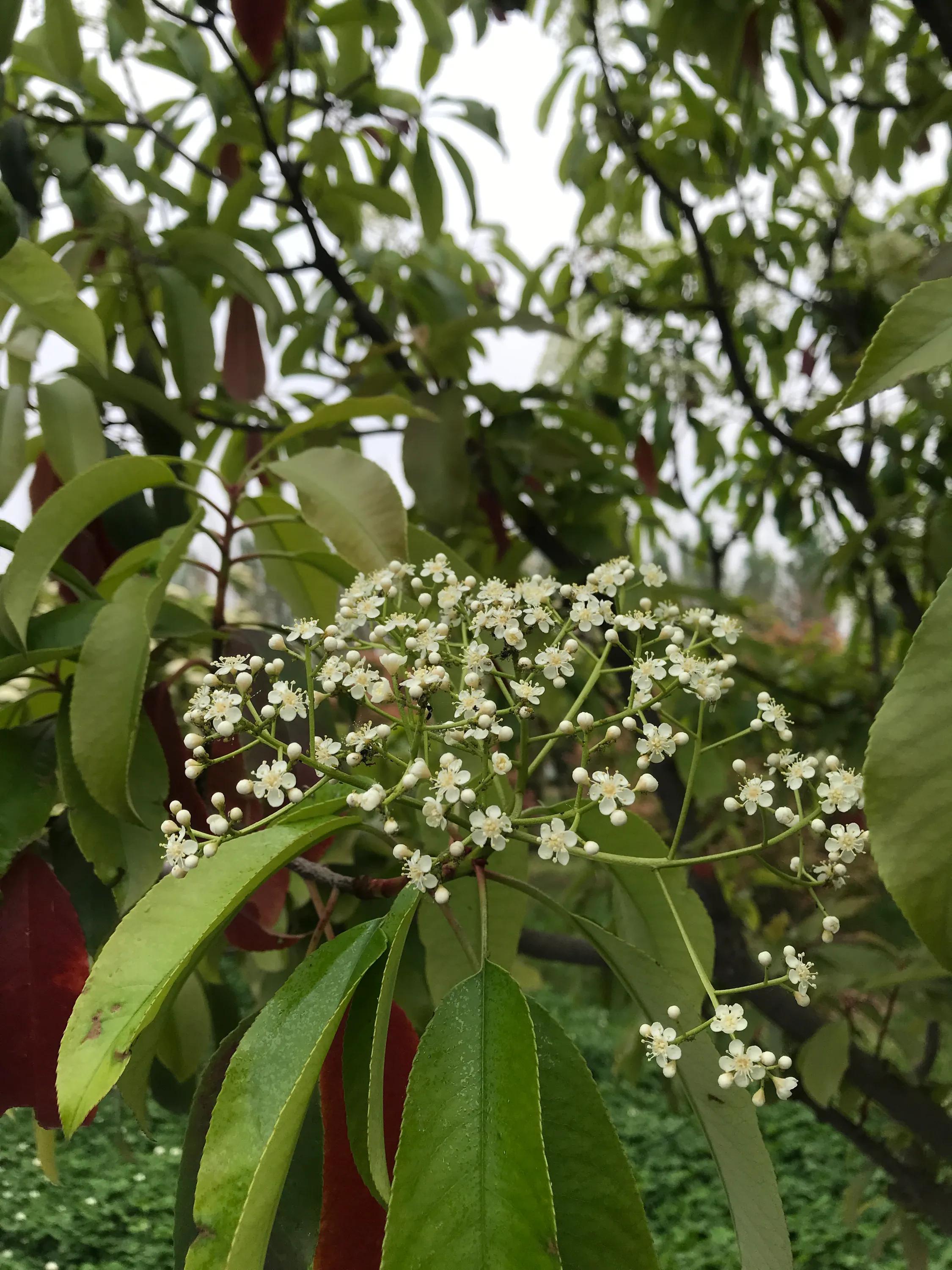 石楠（污妖王、yin树精花）