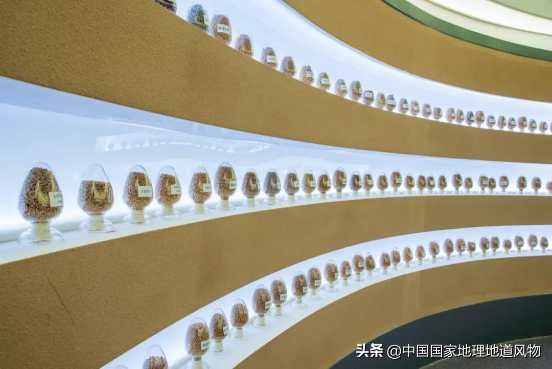 想不到！一粒小麦竟这样改变了中国