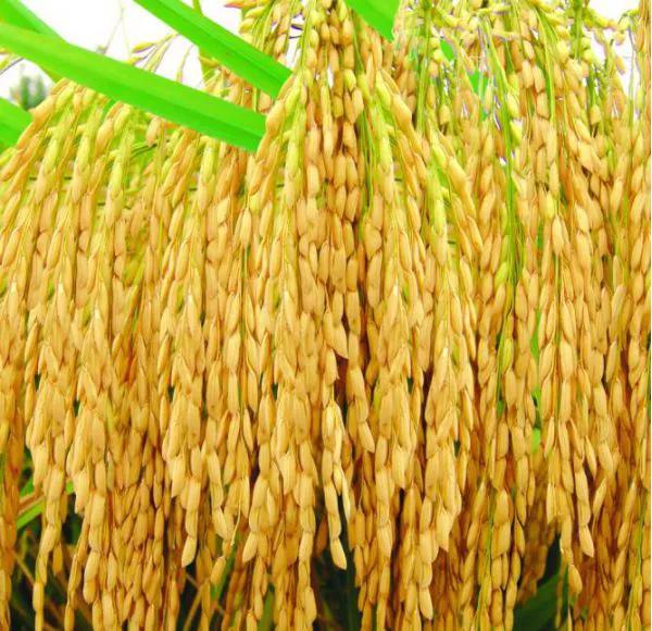 水稻是怎么变成大米的图片