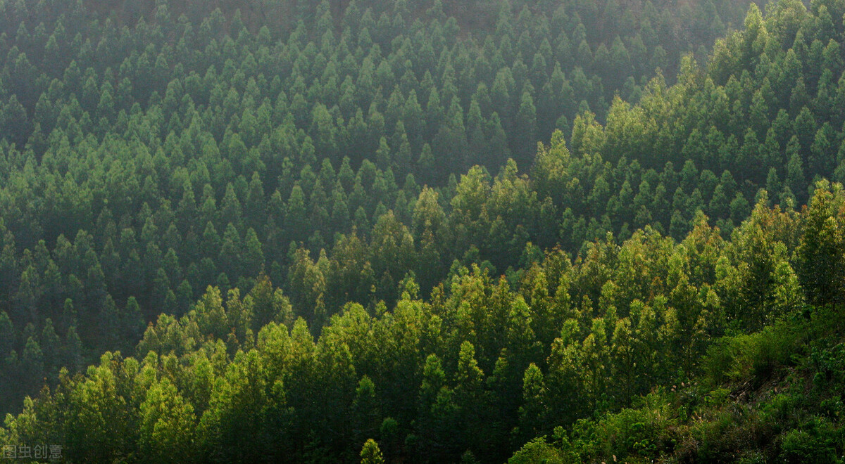 广西桉树种得多(广西目前桉树的种植面积) - 情书号