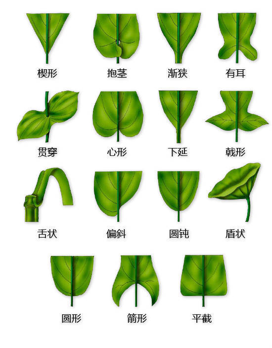 花的基本结构简图（教科书般的植物形态图解）