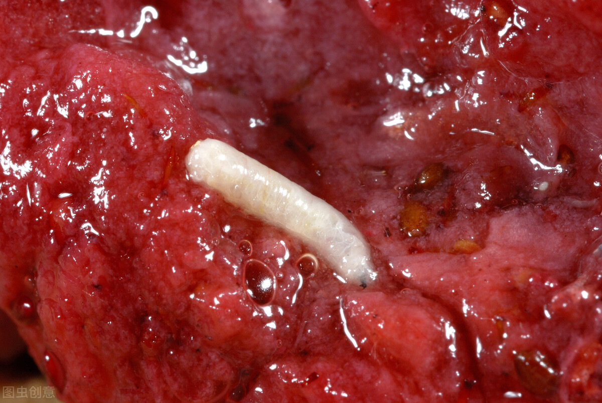 招蚊子水果(每吃1颗杨梅,就等于吃10只虫?吓得我都不敢吃了)