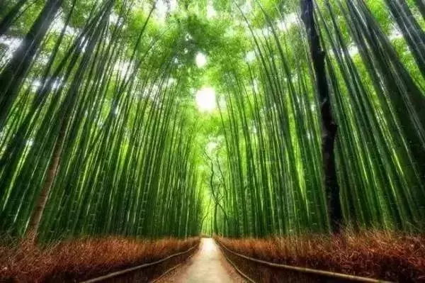世界最美林荫道,在武汉的它必须拥有姓名