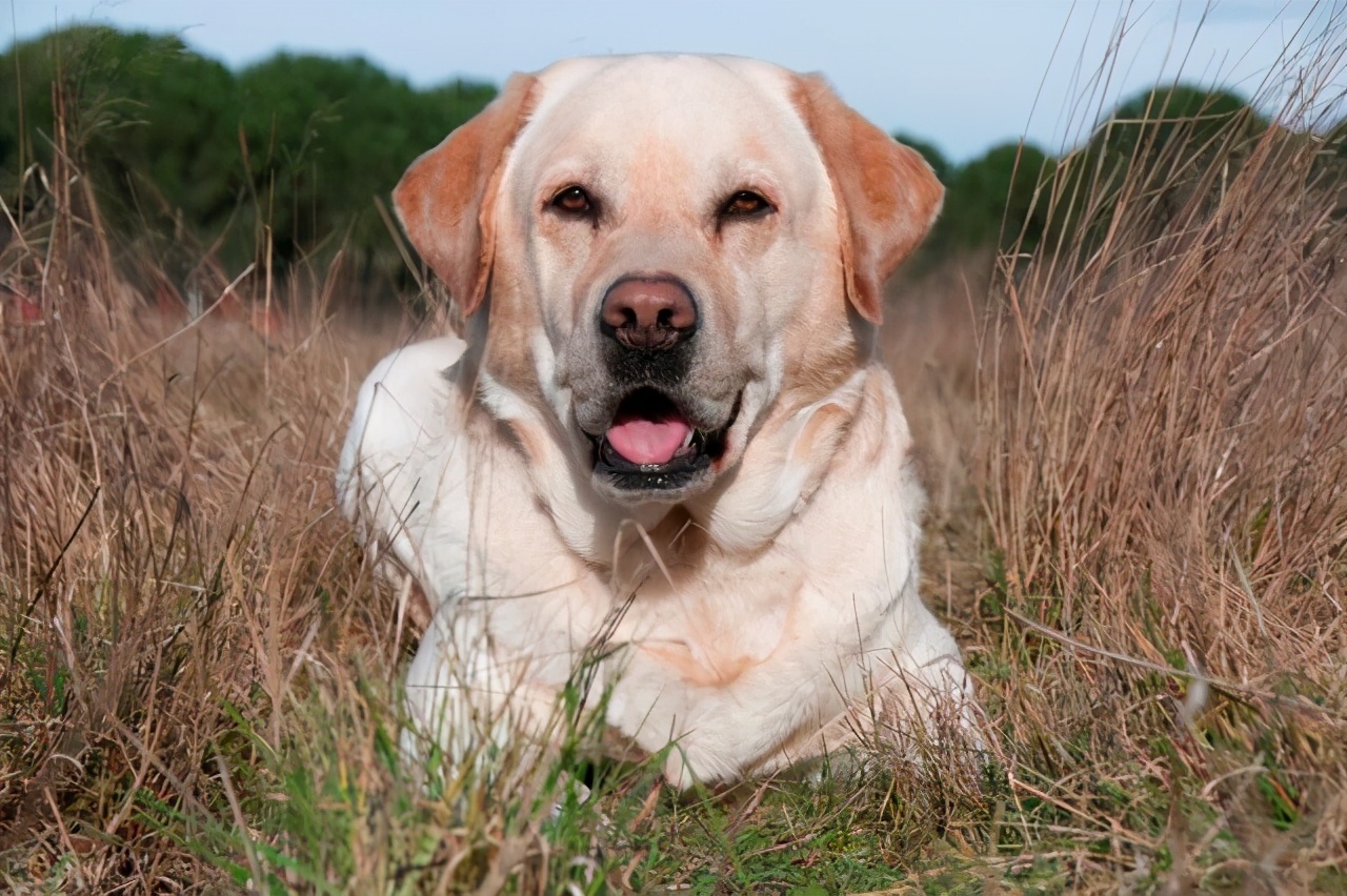 为什么要给狗做绝育？尤其是公犬，钱多烧的吗？