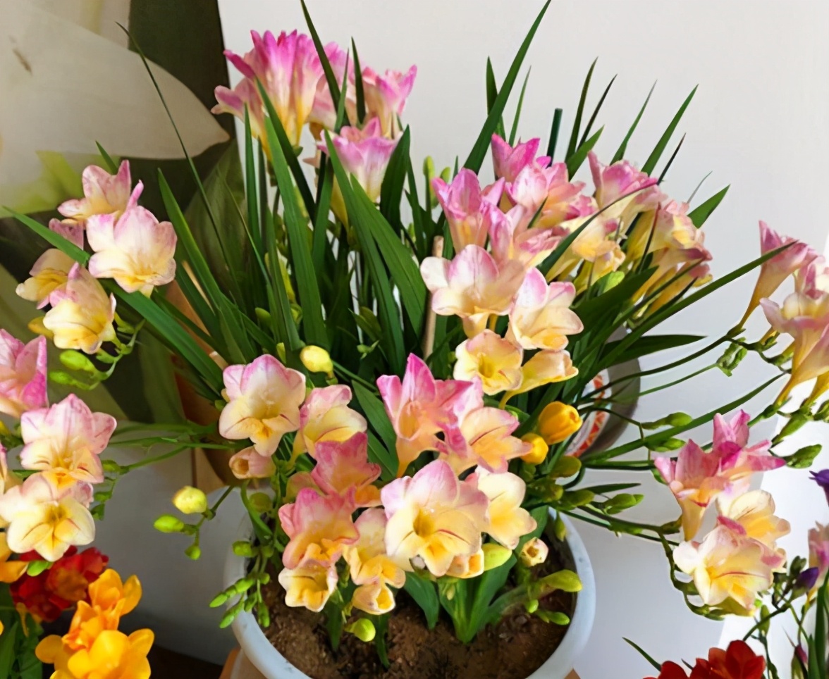 香雪兰鲜切花养护方法(看专业园丁教你养护香雪兰)