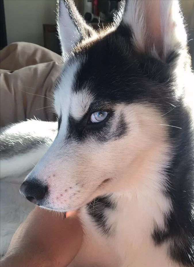 哈士奇,除了气质哪里都像狼,不听指令是主人给拉雪橇头犬的特权