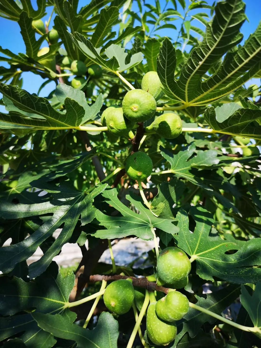 海妈花园访问｜想种花没地方？重庆小学老师在学校楼顶造了座花园