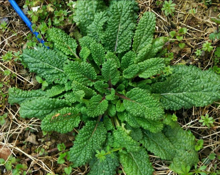 野菜大全图片及名称（图文讲解38种常见的野菜）